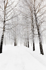 Image showing winter trees .  photographed 