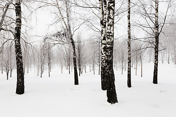 Image showing winter trees .  photographed 