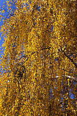 Image showing trees in the fall  