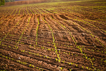 Image showing corn plants . Close-up.