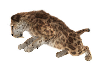 Image showing Big Cat Sabertooth