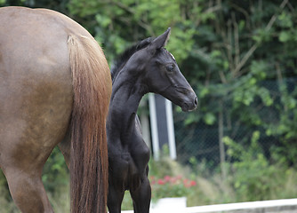 Image showing foal looks