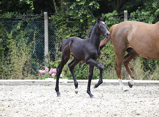 Image showing Foal raises forequarters