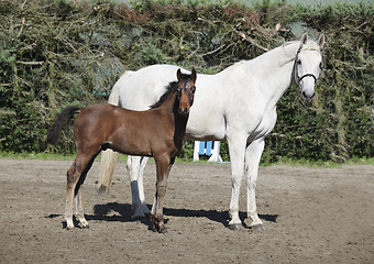 Image showing brown foal with mare