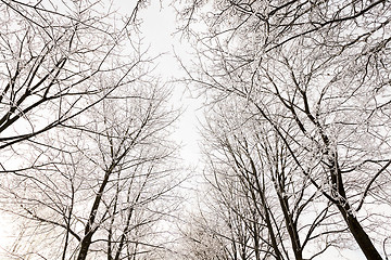 Image showing winter trees . photographed  