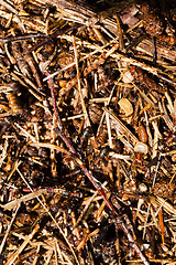 Image showing ant hill . close up  