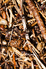 Image showing ant hill . close up  