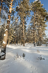 Image showing winter trees . photographed  