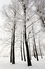 Image showing winter trees . photographed  