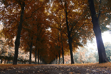 Image showing Autumn landscape, Herrenhauser Allee in Hannover, Germany