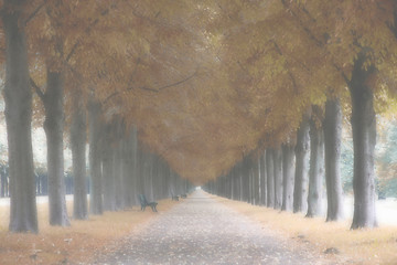 Image showing Autumn landscape, trees in the fog, Herrenhauser Allee in Hannov