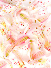 Image showing Flower petal background