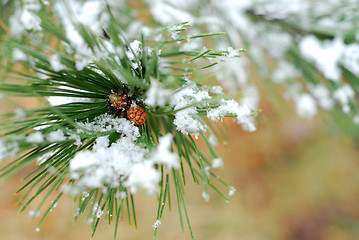 Image showing Snowy pine branch