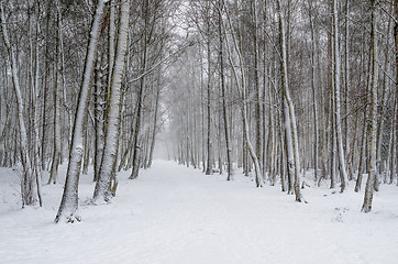 Image showing Snow covered tree trunks. Winter alley  