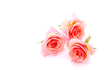 Image showing Pink roses