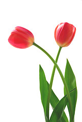 Image showing Two pink tulips