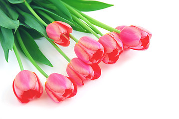 Image showing Pink tulips on white