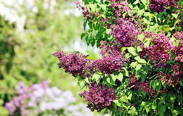 Image showing Beautiful lilac flowers  