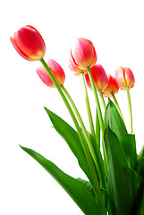 Image showing Pink tulips