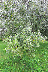 Image showing Olive Tree