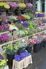 Image showing Flower Shop