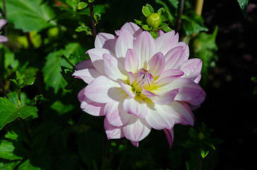 Image showing Dahlia oriental dream