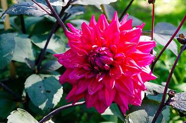 Image showing red flower in the family dahlia