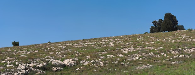 Image showing Small group of trees of the hill