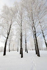 Image showing winter trees . photographed  