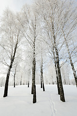 Image showing winter trees . photographed  