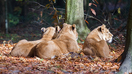 Image showing Three Lionesses enjoying the sun