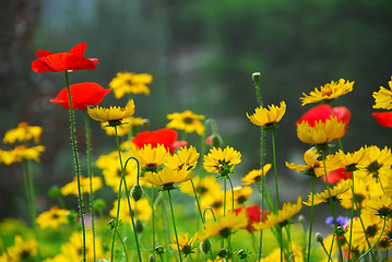 Image showing Summer garden