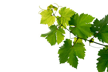 Image showing Grape vine