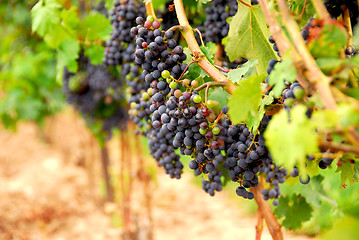 Image showing Red grapes