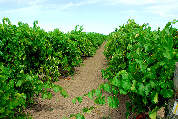 Image showing Vineyard