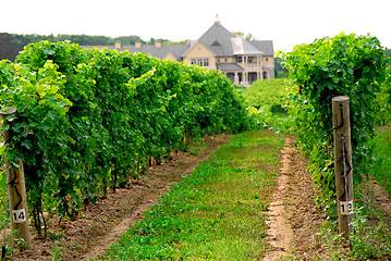 Image showing Vineyard