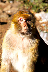 Image showing old monkey in africa morocco background 