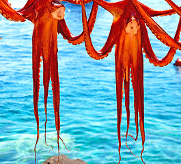 Image showing octopus   drying  in the sun europe greece santorini and light