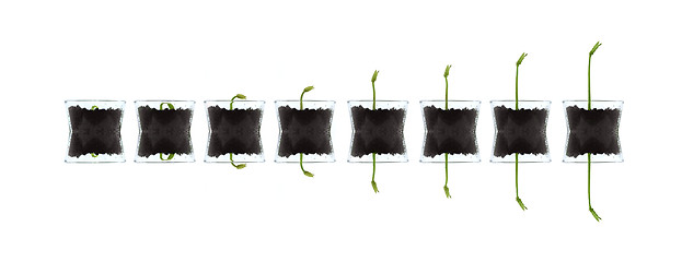 Image showing Smal plants isolated against white