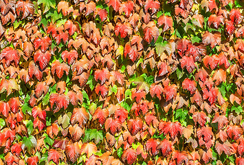 Image showing Wall of autumn leaves of wild grapes