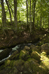 Image showing mountain river. forest