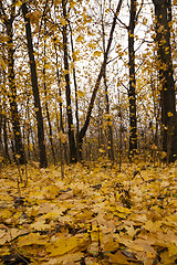 Image showing the autumn wood 