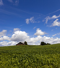 Image showing  young corn plants  