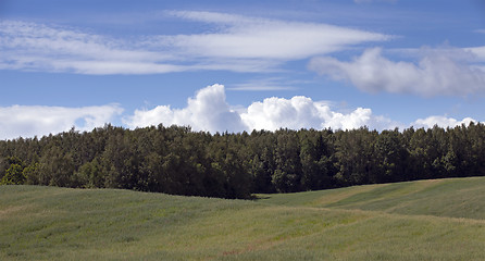 Image showing agriculture field .  Away trees