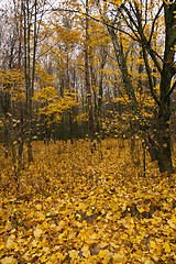Image showing the autumn wood 