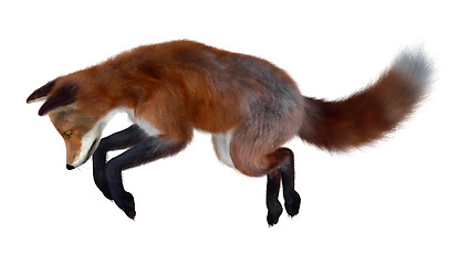 Image showing Red Fox on White