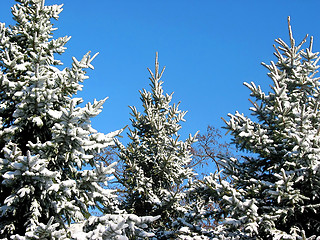 Image showing Winter fir trees under snow 1