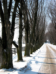 Image showing Winter tree lined lane 3