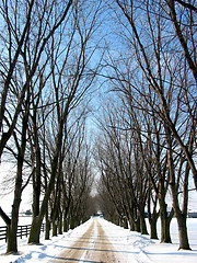 Image showing Winter tree lined lane 1