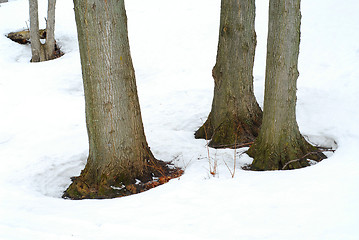 Image showing Tree trunks in winter